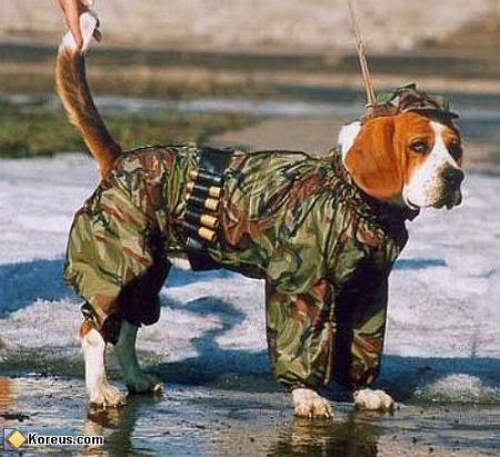 chien