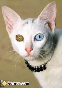 oeil marron et bleu