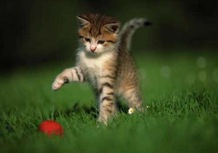 chat qui joue tout seul comme un grand