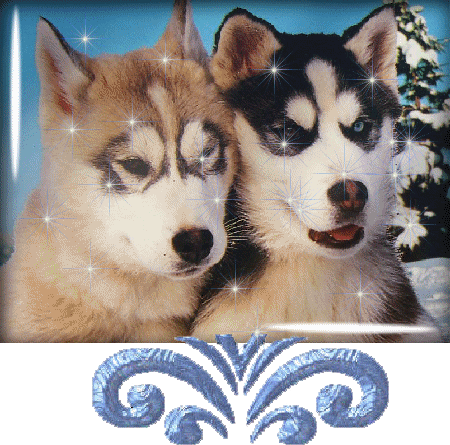 chien de