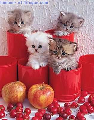 les 4 trole de chat