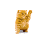 le chat