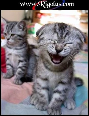 chat
