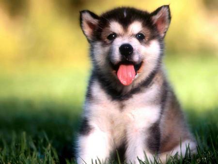 chien